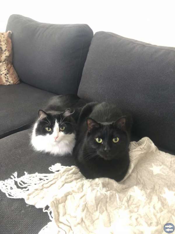 Katter 2st