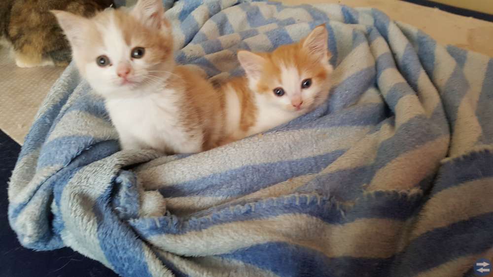 Kattungar födda 23/3