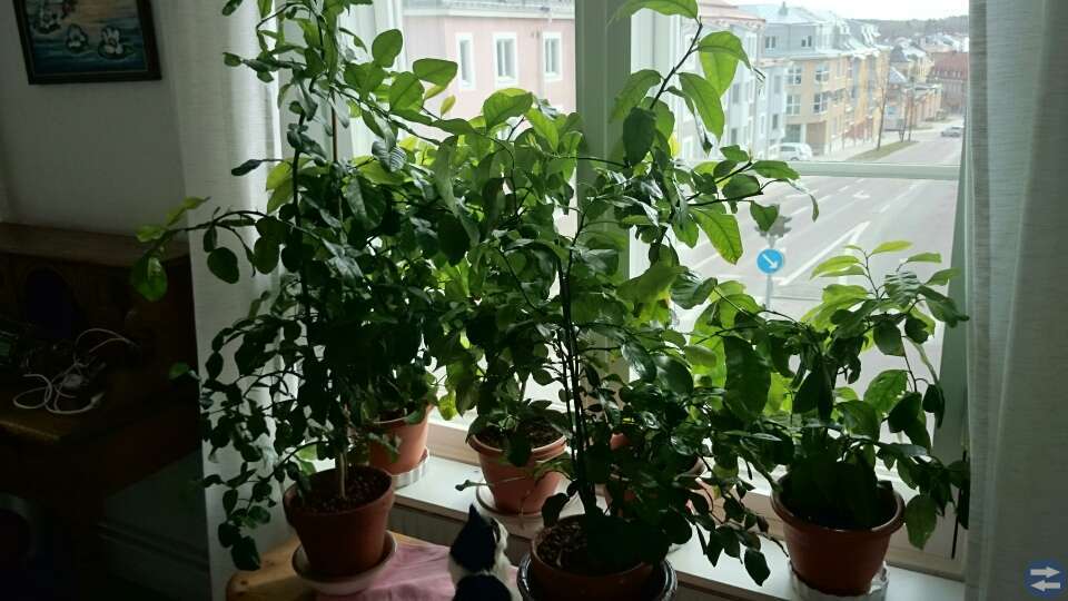 Diverse Citrusplantor