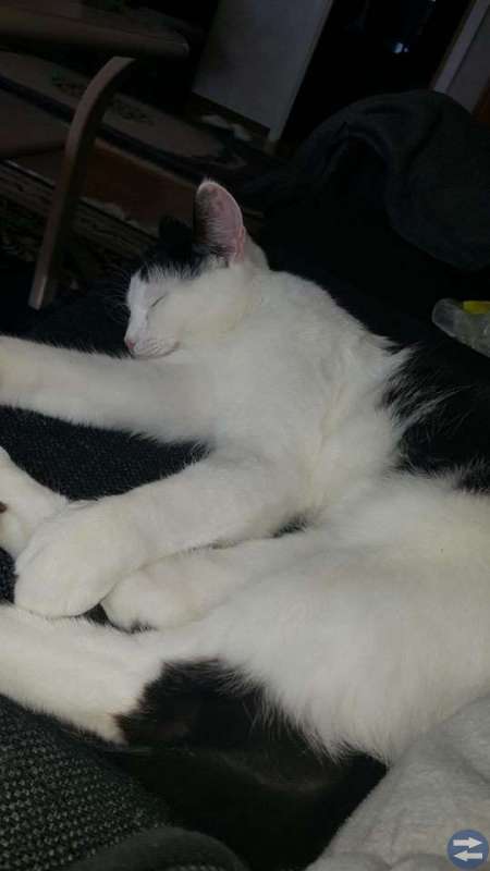 Säljer min katt till endast djurvän,helst landet