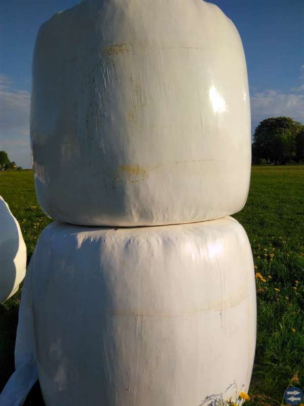 Storbalar ensilage till nötkreatur