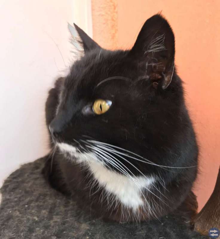Upphittad katt