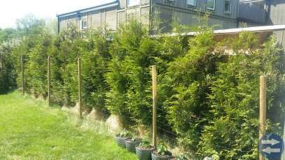 Thujahäck / thuja plantor