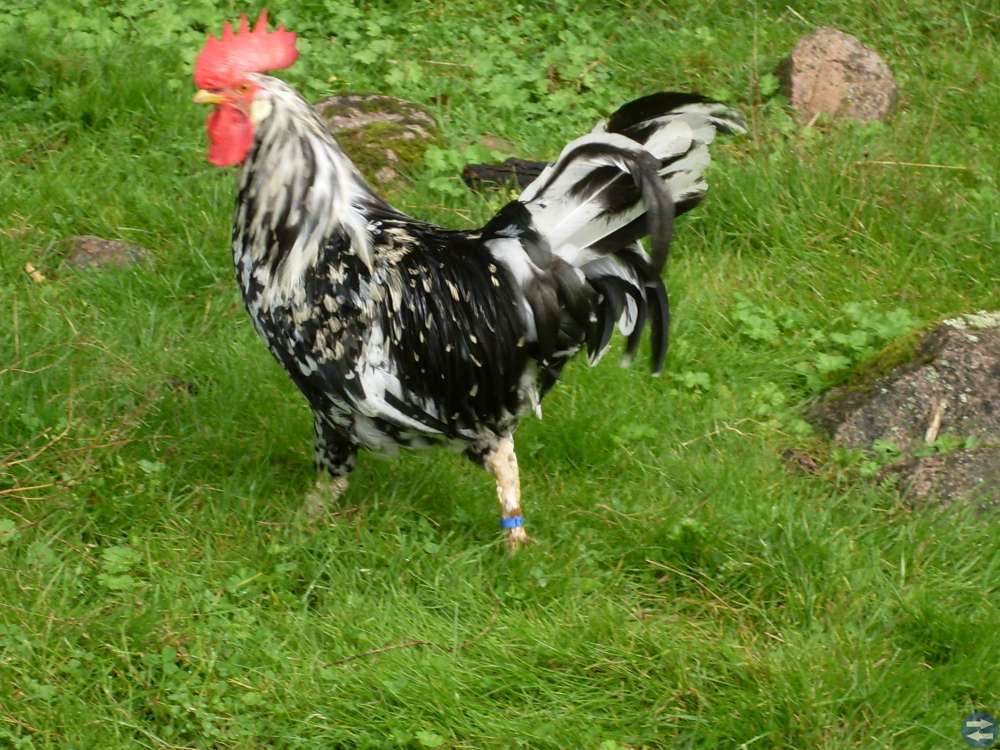 Kackelklubbens Hönsbytardag