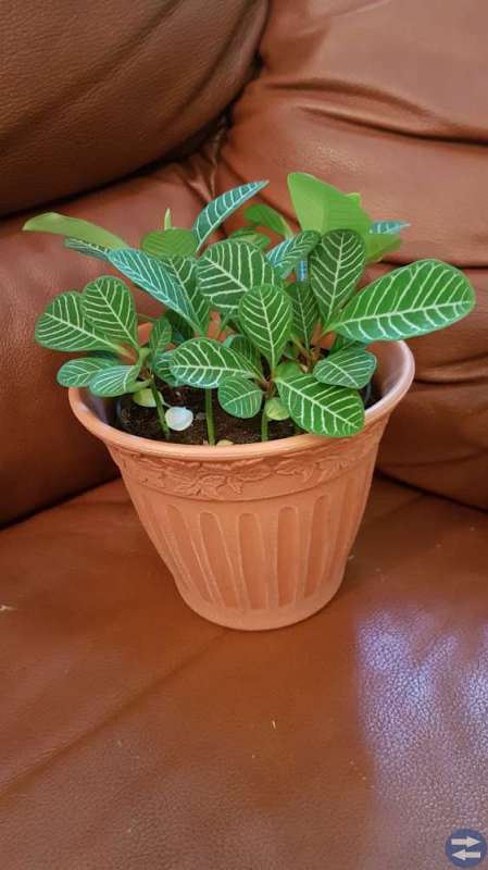 Skvätt iväg plantor (Euphorbia leuconeura)