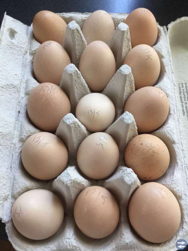 Ägg säljes