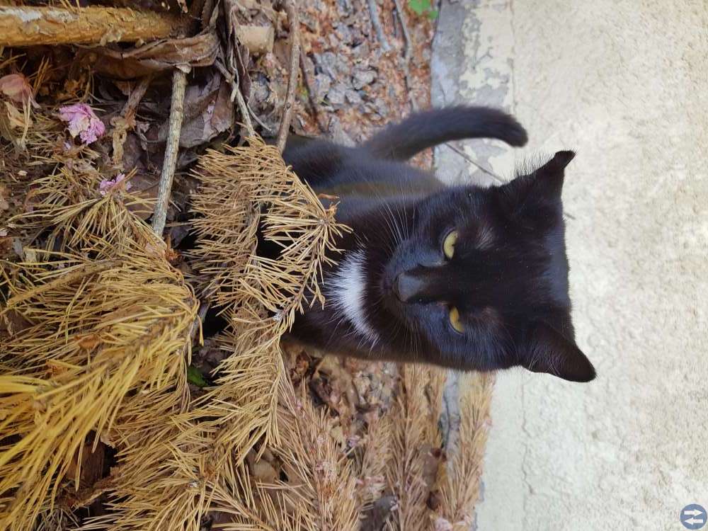 En fin och snäll katt