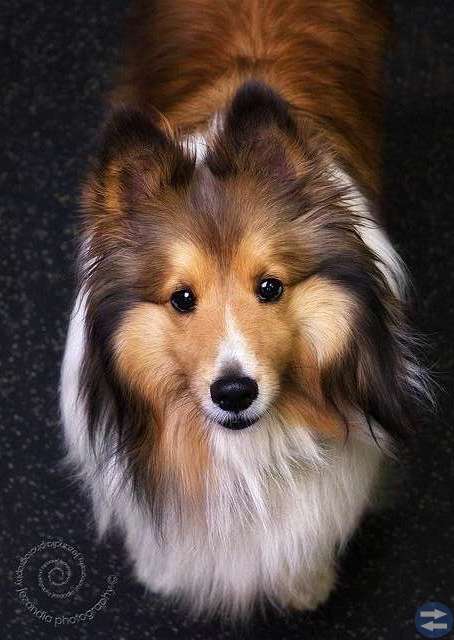 Finns det någon sheltie