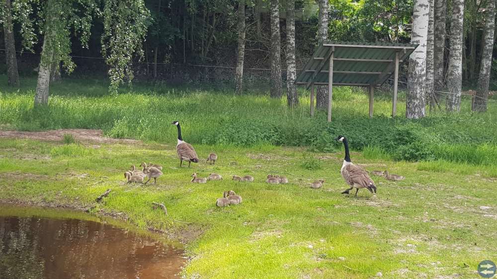 Torp objekt liten gård i enskilt läge med stor tomt
