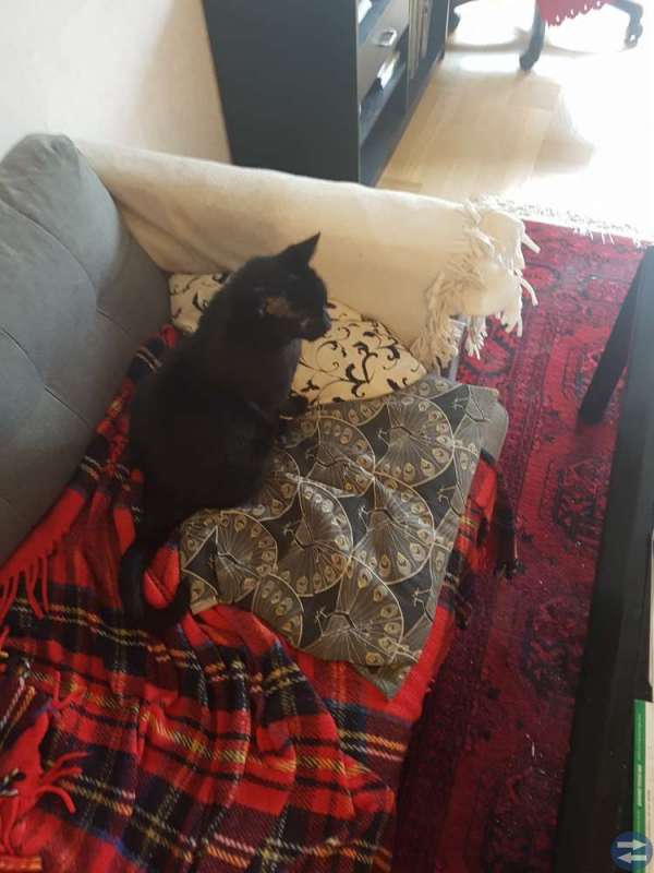 Helsvart innekatt skänkes.