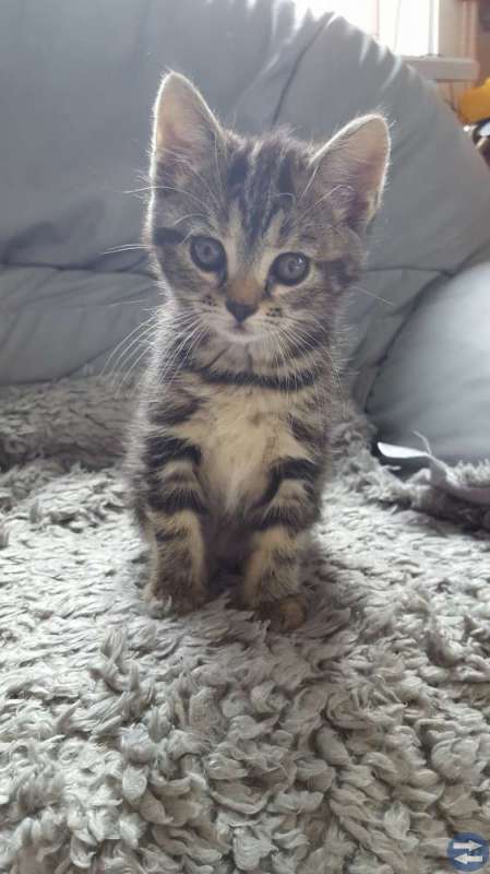 Kattunge