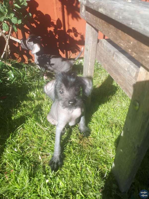 Hundvalpar otroligt trevliga och roliga blandrash