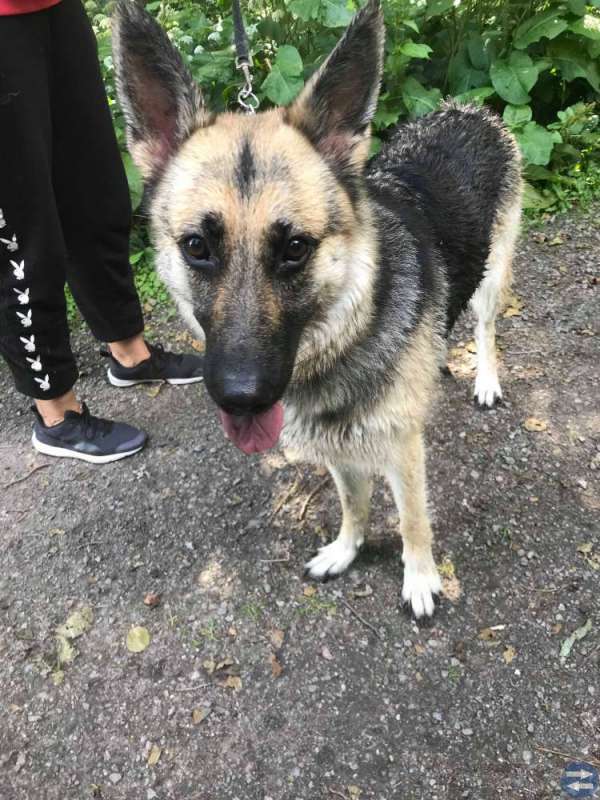Schäffer/wolfdog