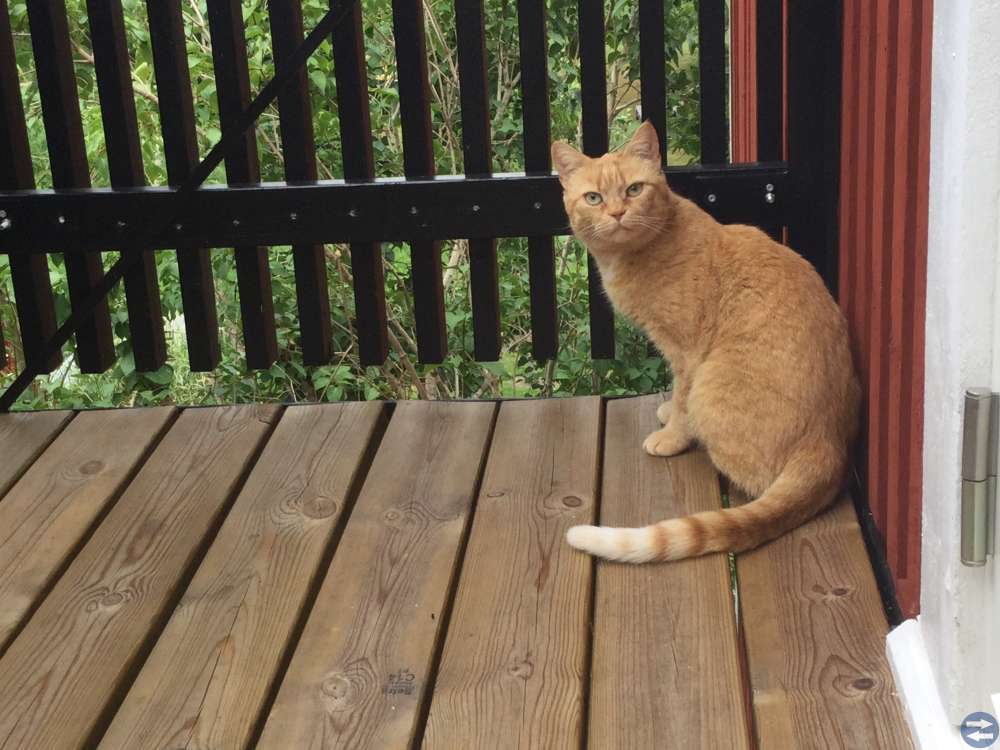 Maxi 6 år