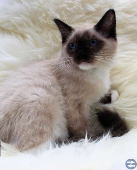 Renrasig ragdoll