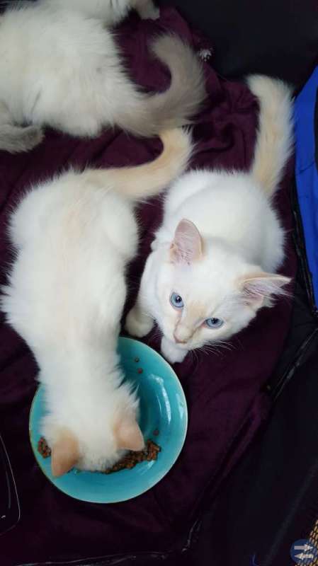 Ragdoll kattungar