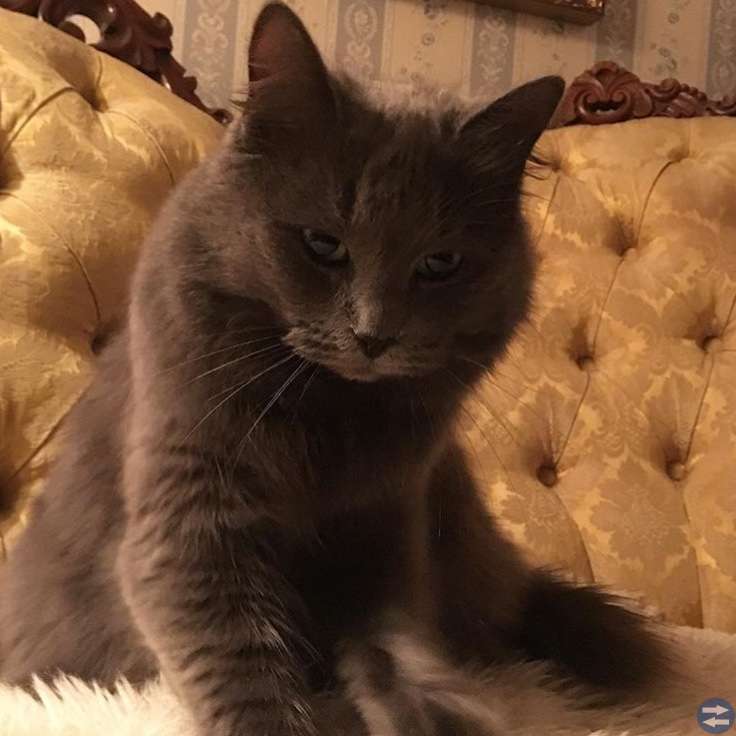 Hittelön! Grå honkatt katt försvunnen