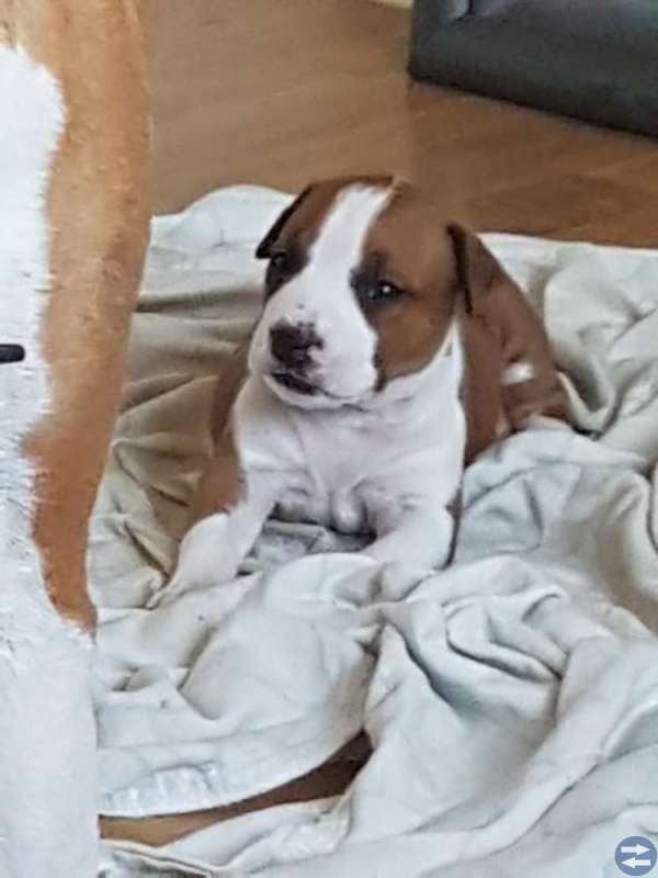 Amstaff valp
