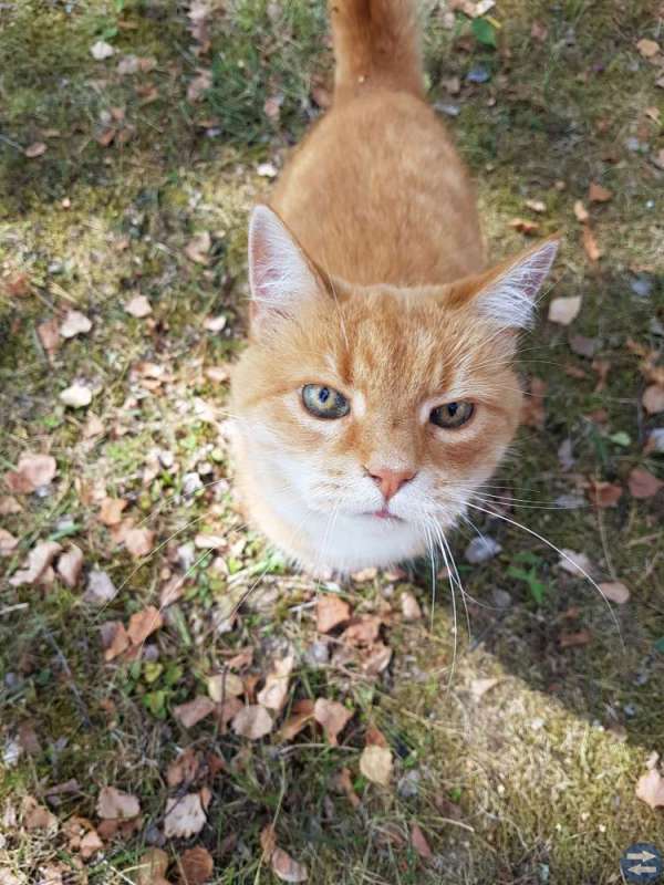 Upphittad katt