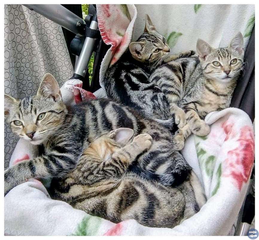 Kattungar