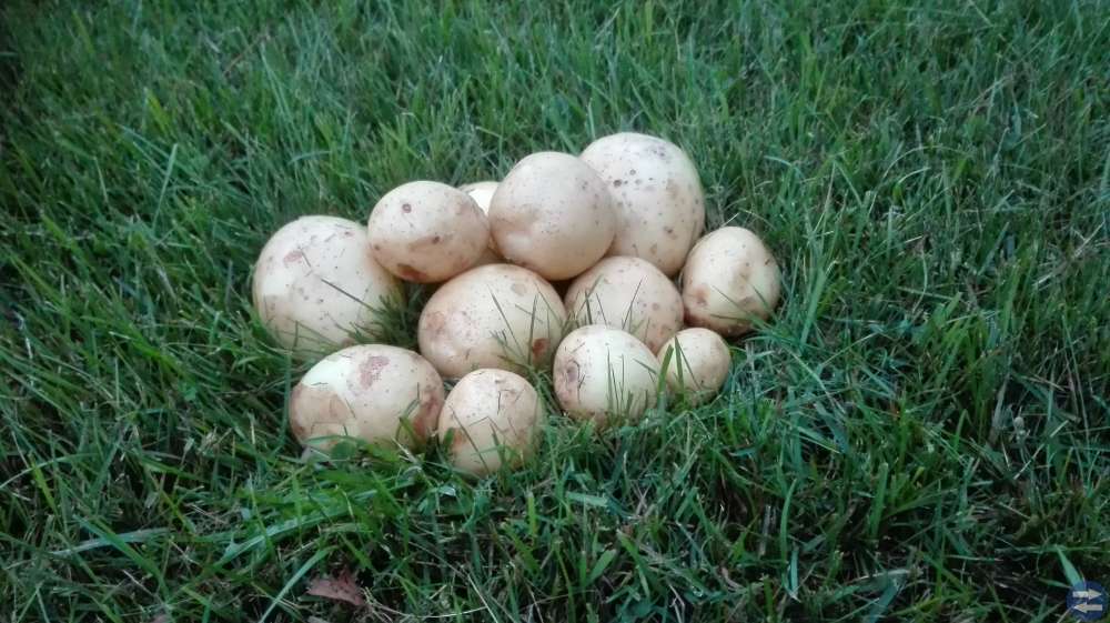 Färskpotatis från Ilsbo
