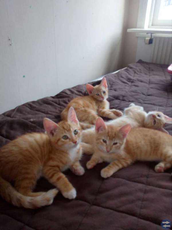 Kattungar