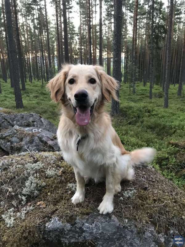 Söker du dagmatte/hundvakt?
