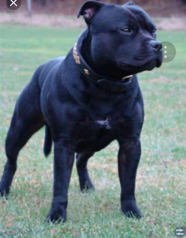 Staffordshire bullterrier hane sökes avel