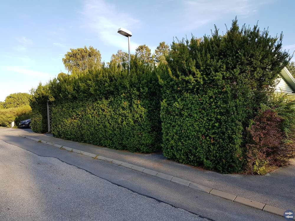 Idegranshäck bortskänkes