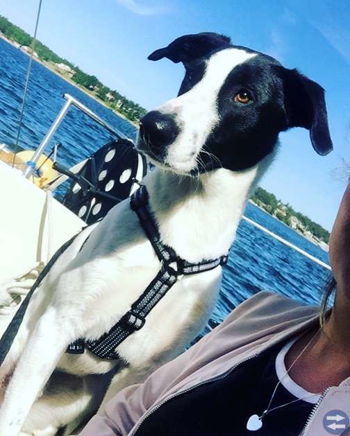 Hundvan djurvän sökes till charmig kille