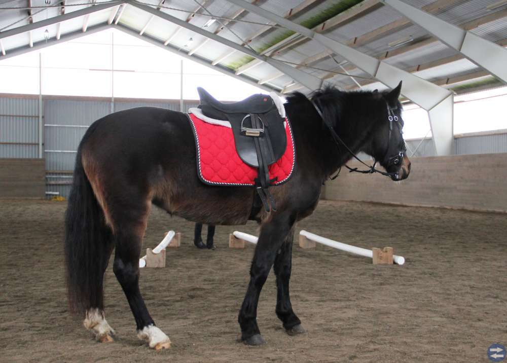 Stallplats