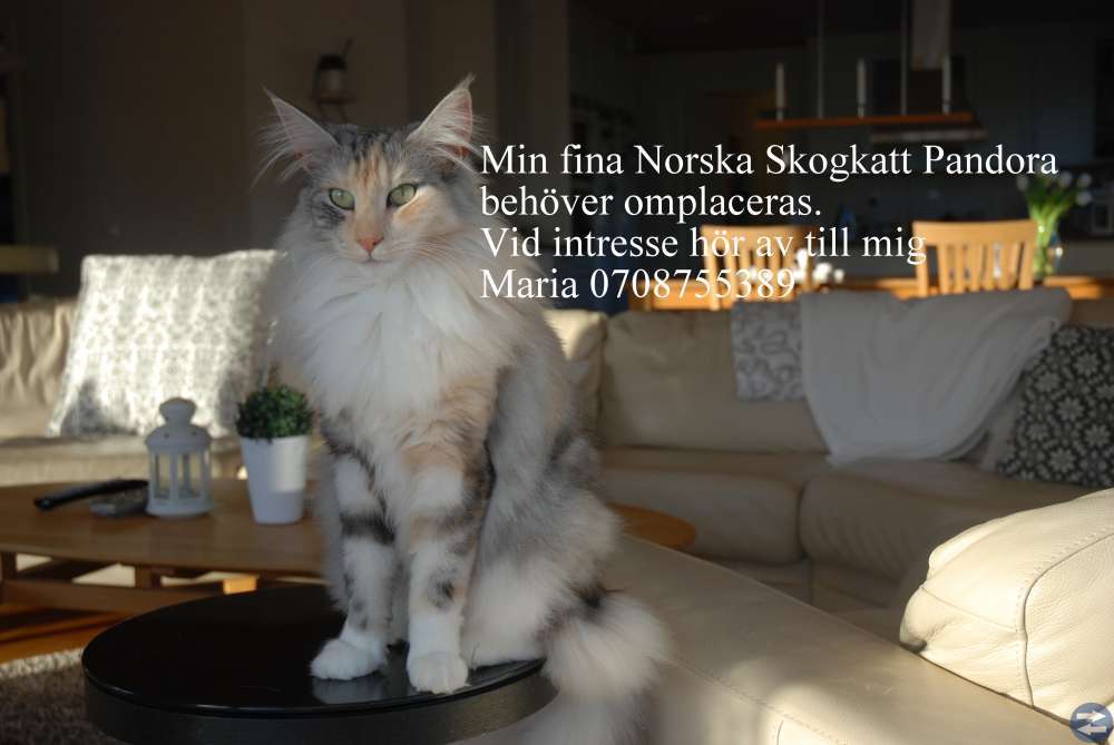 Norsk Skogkatt