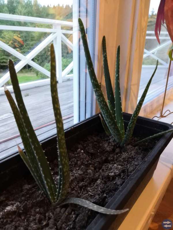 Aloe vera plantor