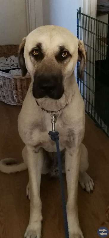 Kangal
