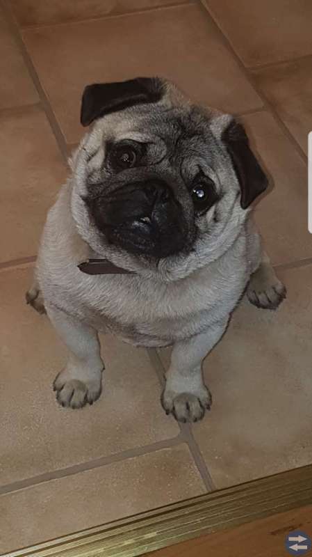 Mops hane