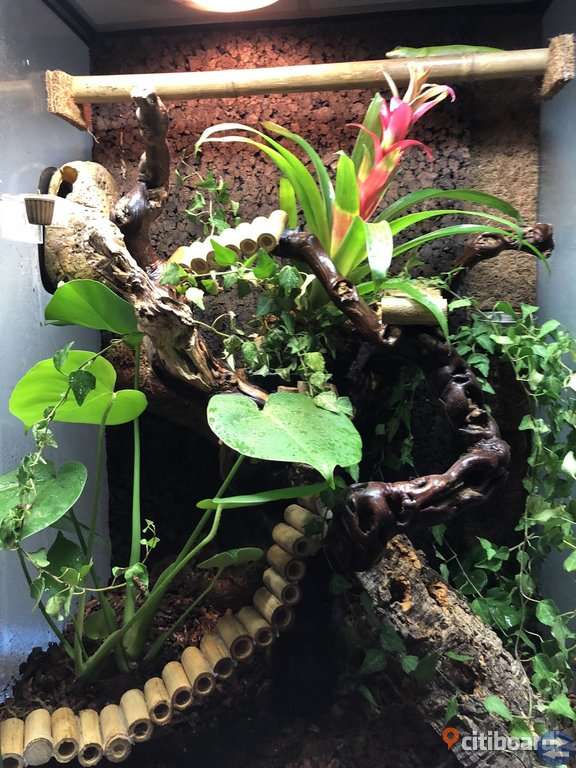 Terrarium sökes