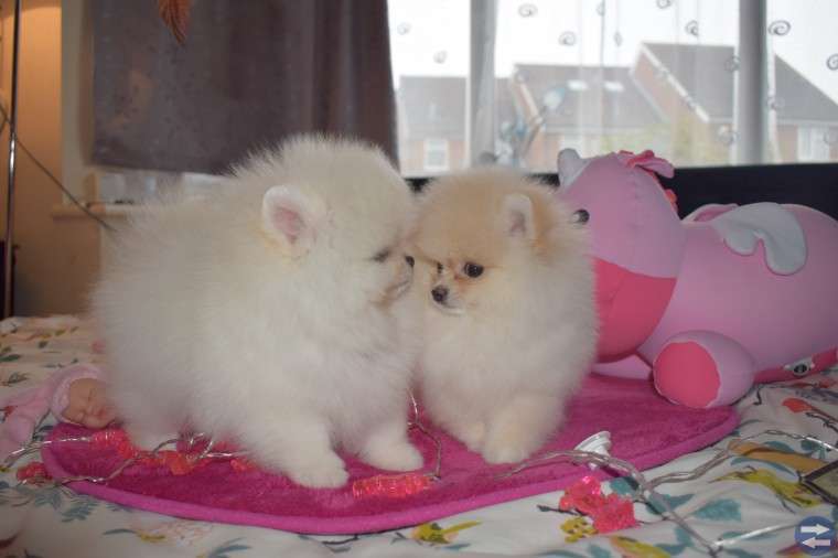 Pomeranian valper til salgs