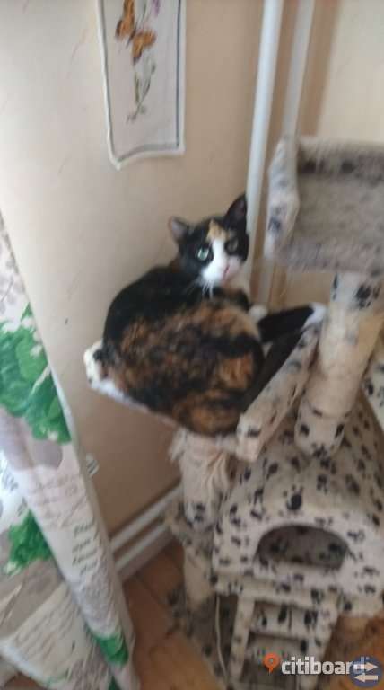 Fin honkatt på 5 år