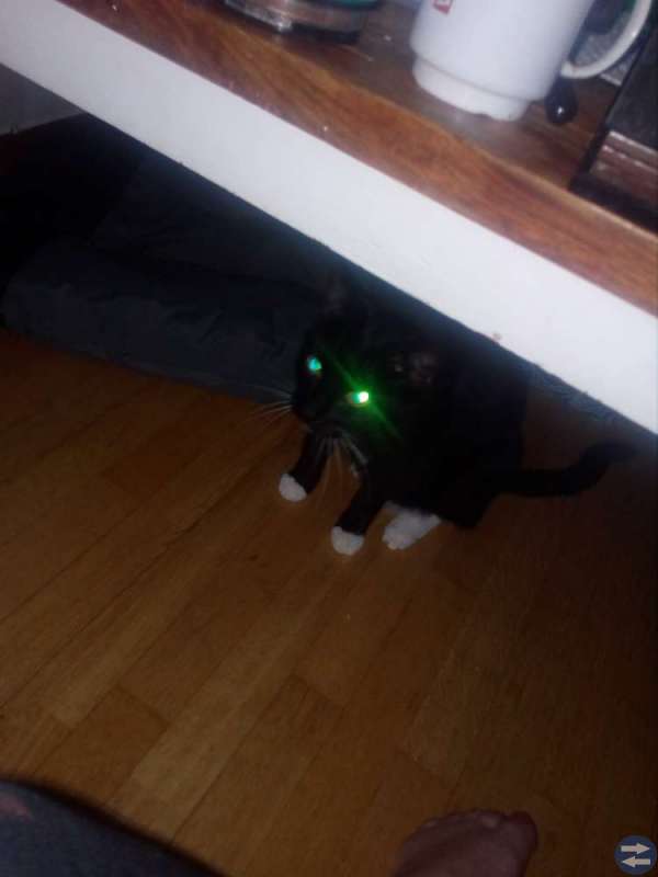 Hankatt 3 år