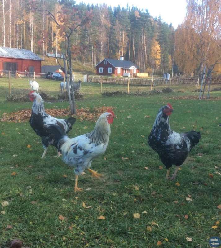 Hedemora tuppar bortskänkes