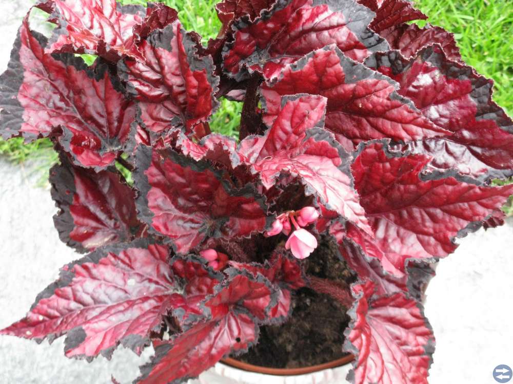 REX BEGONIA - Red Kiss