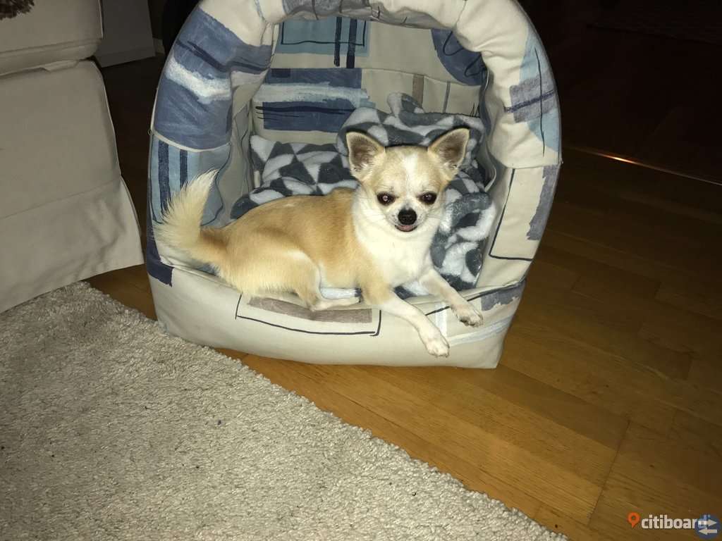 Chihuahua hane korthårig
