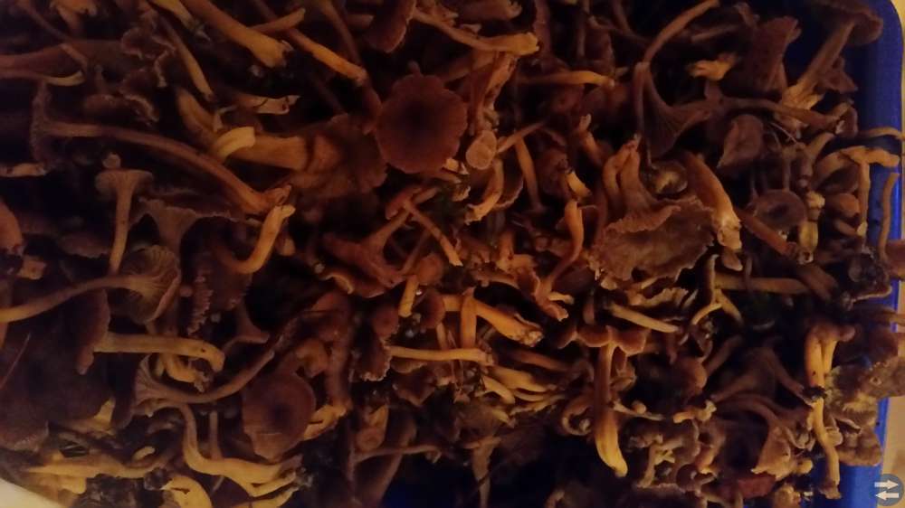 Trattkantareller 70 kr kilot