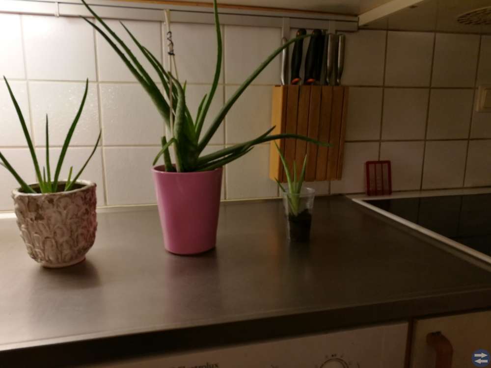 Aloe Vera
