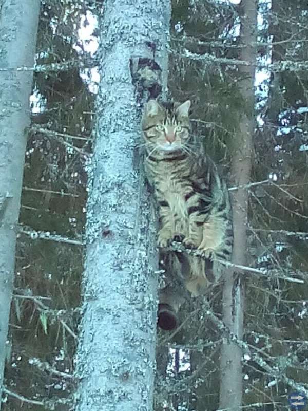 Svartbrunrandig hankatt försvunnen