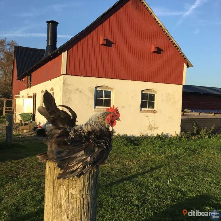 Dvärghöns. CHABO