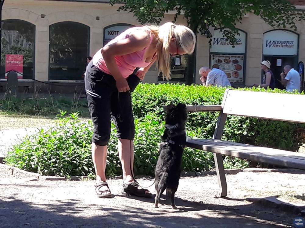 Projektkurs i Nosework start 1/12