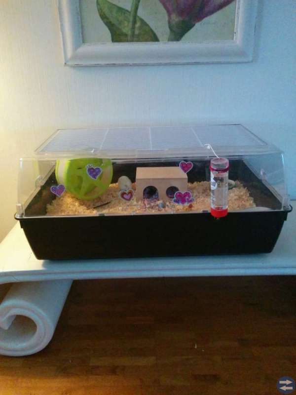 Hamsterbur med tillbehör...
