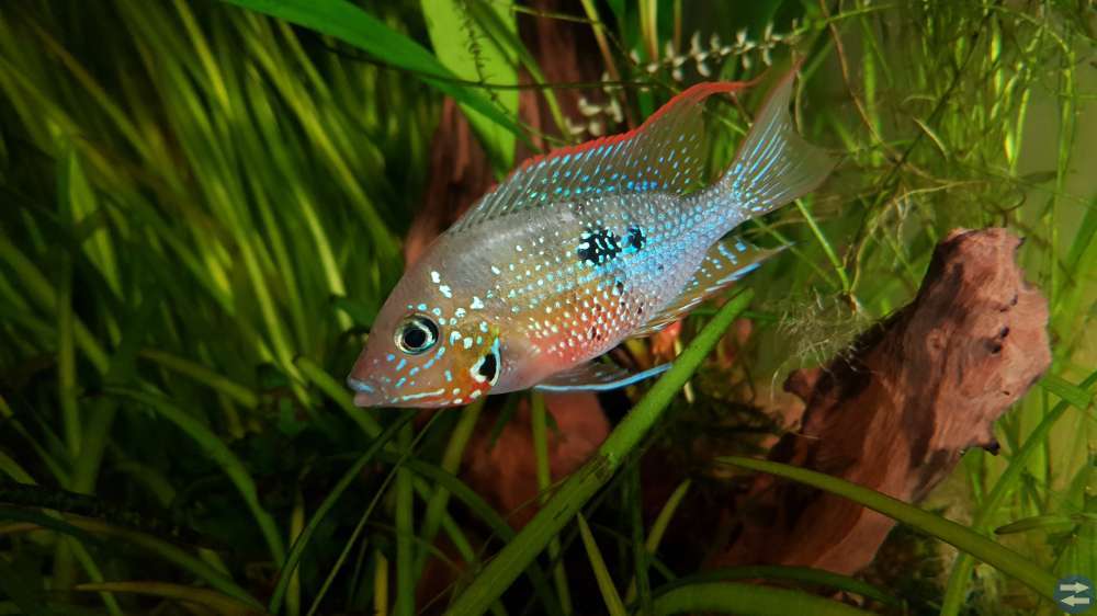 Vackra akvariefiskar Thorichthys ellioti