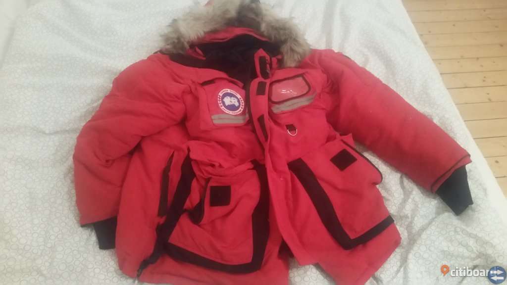 Canada Goose